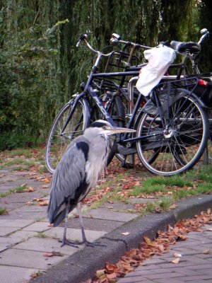 Birds in Amsterdam