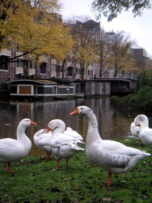 Birds Again