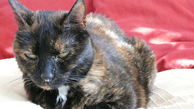 The Cat Returns